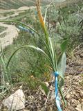 Iris fosterana